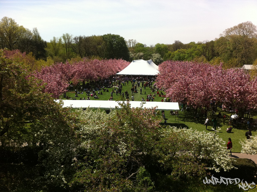 Brooklyn’s Cherry Blossom Festival Turns 30!